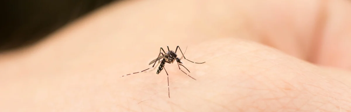 Augusta, GA’s Mosquito Problem: What You Need To Know
