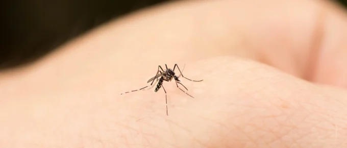 Augusta GA s Mosquito Problem