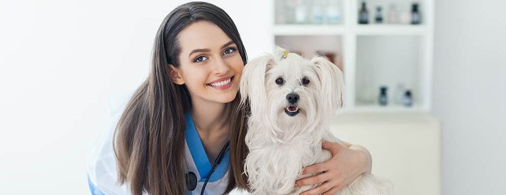 Factors To Consider When Selecting A Local Veterinarian For Your Furry Friend