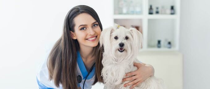 Factors To Consider When Selecting A Local Veterinarian For Your Furry Friend