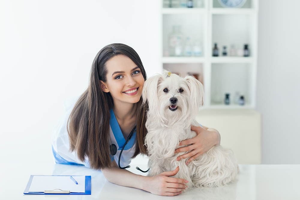 Factors To Consider When Selecting A Local Veterinarian For Your Furry Friend