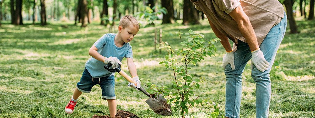 Factors To Consider When Selecting A Tree For Memorial Planting