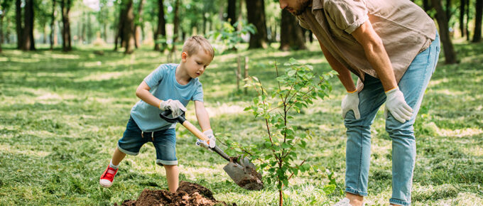 Factors To Consider When Selecting A Tree For Memorial Planting