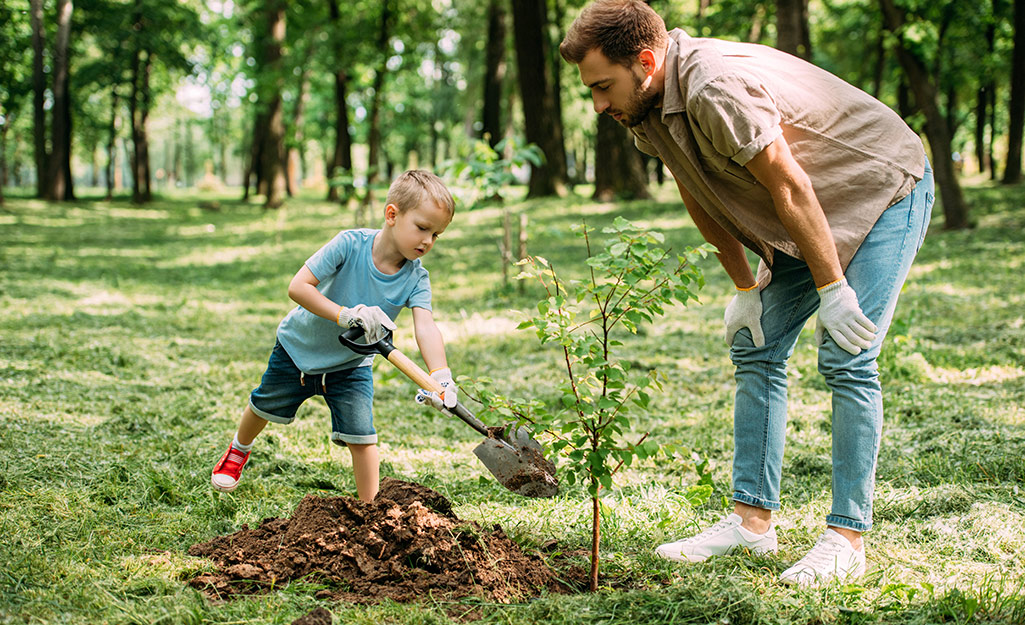 Factors To Consider When Selecting A Tree For Memorial Planting