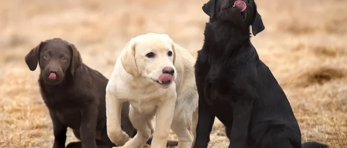 Preparing Your Home For An English Labrador Puppy