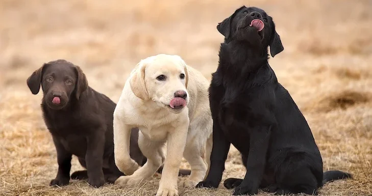 Preparing Your Home For An English Labrador Puppy