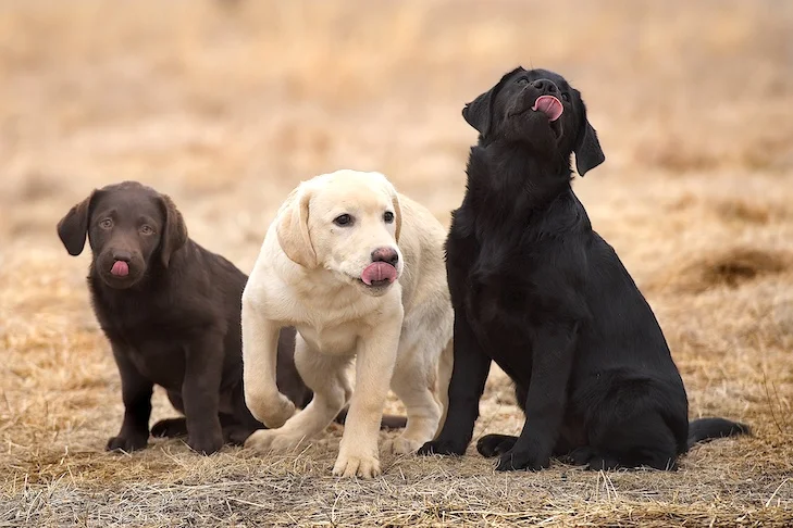 Preparing Your Home For An English Labrador Puppy