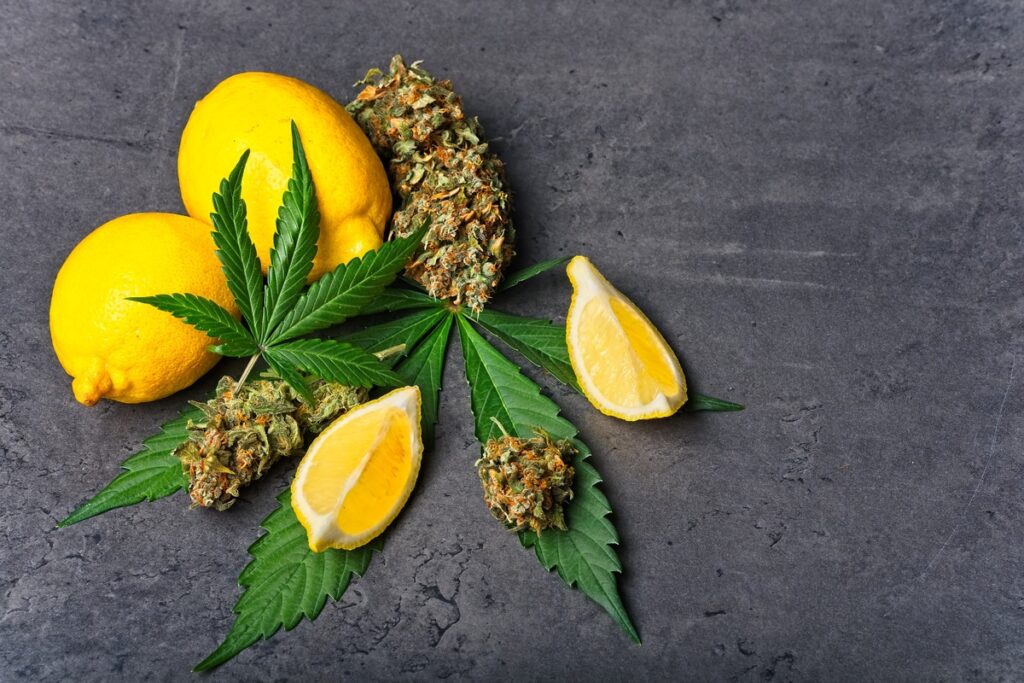 Cannabis